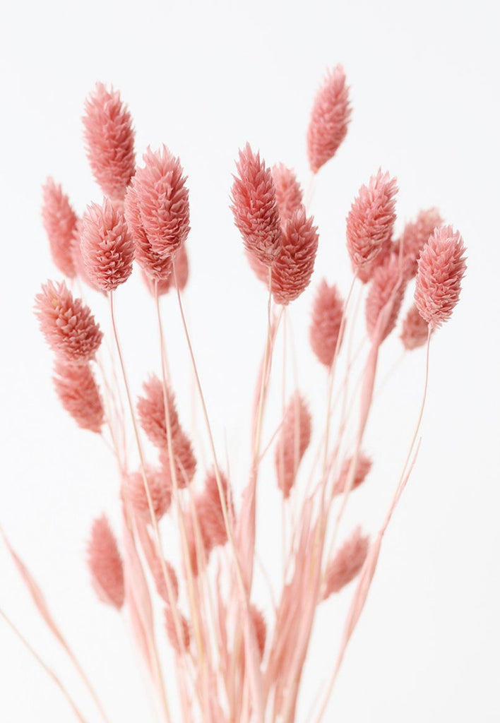Phalaris Grass - Pink
