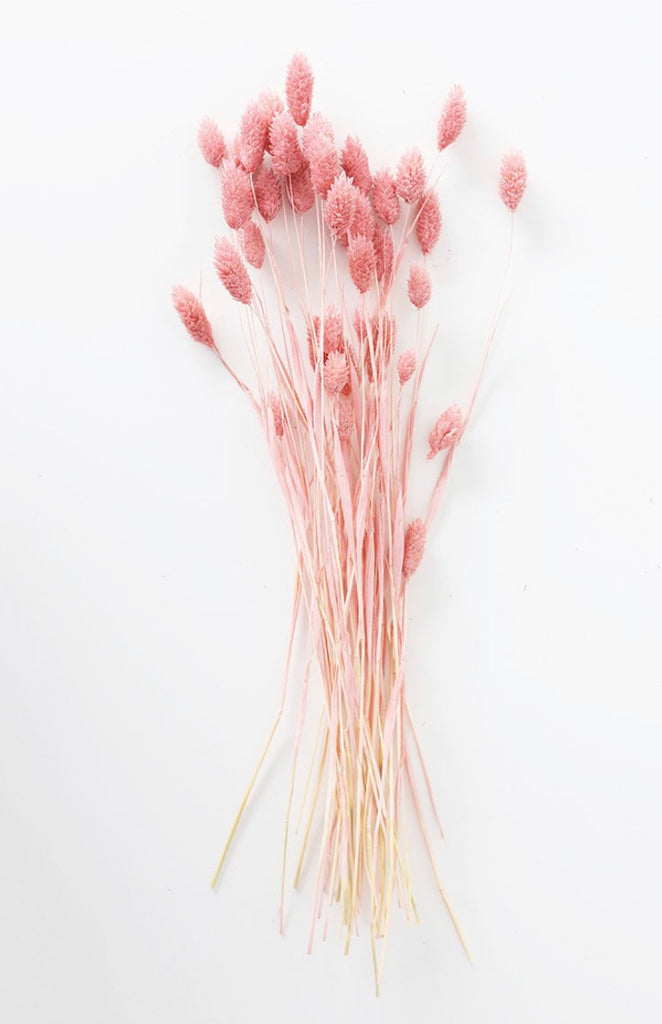 Phalaris Grass - Pink